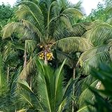 15 pcs kokospalme echte pflanze samen, säulenobst, geschenke, kokospalme samen (Cocos nucifera) bio saatgut, exotische pflanzen samen samen geschenk, hochbeet samen winterharte pflanzen