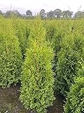 5 Thuja Brabant 120-150cm Heckenpflanzen XXl ohne Topf gemessen frisch vom Feld Immergrüner Lebensbaum Gartenhecke
