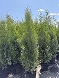 5 Thuja Brabant 125-150cm XXl ohne Topf gemessen frisch vom Feld Gartenhecke Heckenpflanzen Immergrüner Lebensbaum