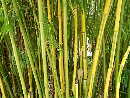 Bambus Samen im Vergleich